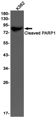 Rabbit monoclonal antibody