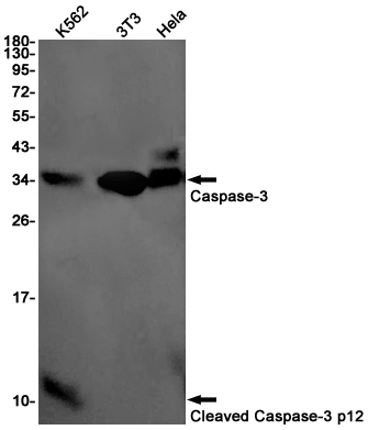 Rabbit monoclonal antibody