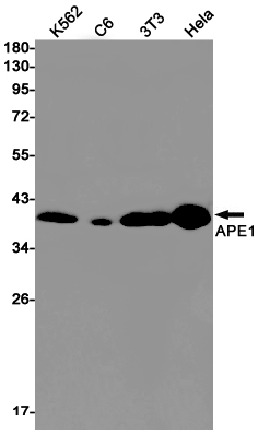 Rabbit monoclonal antibody