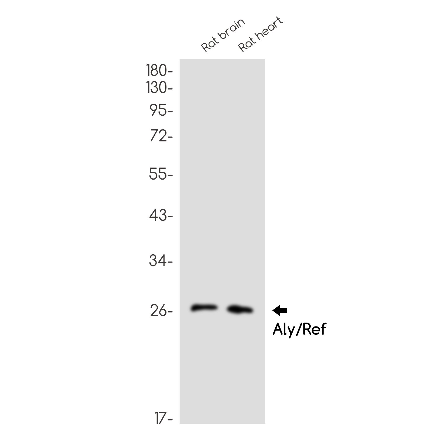 Rabbit monoclonal antibody