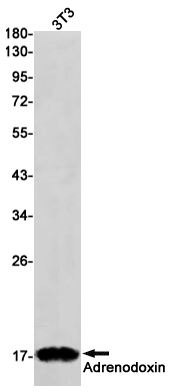 Rabbit monoclonal antibody