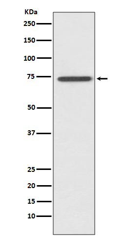 Rabbit monoclonal antibody