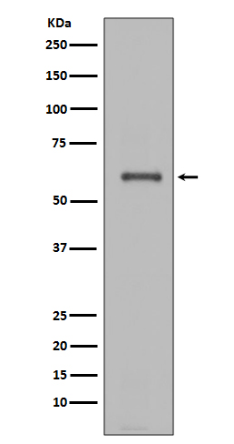 Rabbit monoclonal antibody