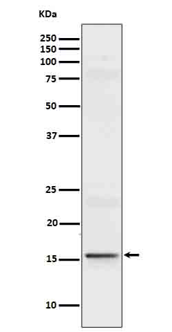 Rabbit monoclonal antibody