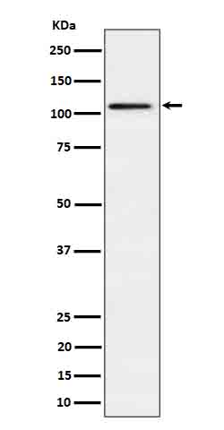 Rabbit monoclonal antibody
