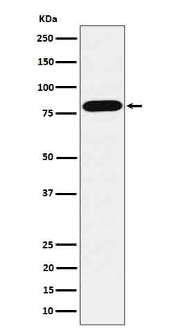 Rabbit monoclonal antibody