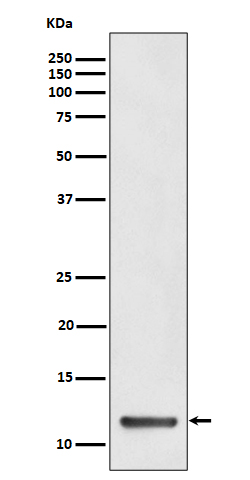 Rabbit monoclonal antibody