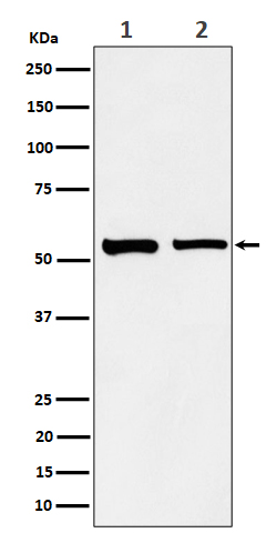 Rabbit monoclonal antibody