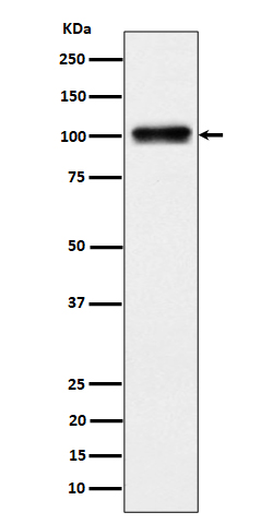 Rabbit monoclonal antibody