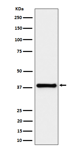 Rabbit monoclonal antibody