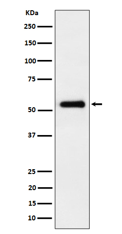 Rabbit monoclonal antibody