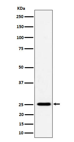 Rabbit monoclonal antibody