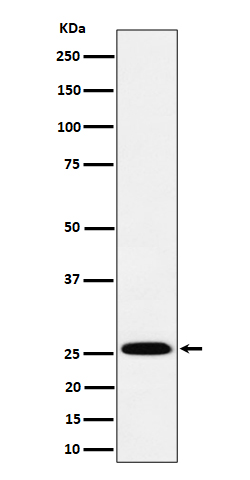 Rabbit monoclonal antibody