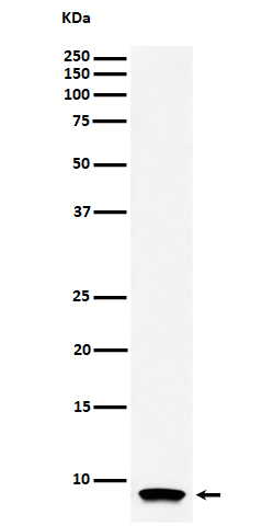 Rabbit monoclonal antibody
