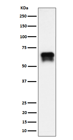 Rabbit monoclonal antibody