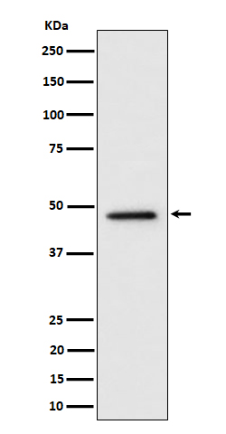 Rabbit monoclonal antibody