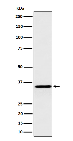 Rabbit monoclonal antibody