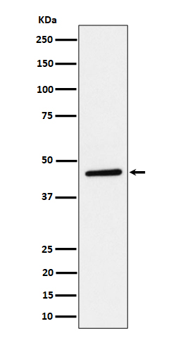 Rabbit monoclonal antibody