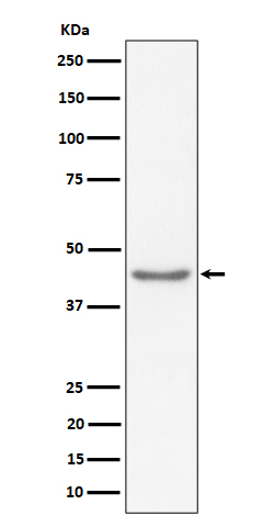 Rabbit monoclonal antibody