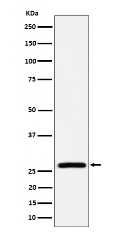 Rabbit monoclonal antibody