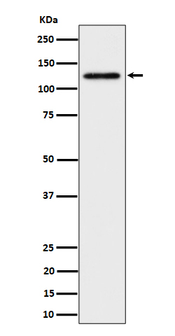 Rabbit monoclonal antibody