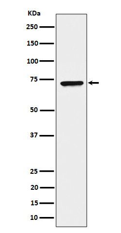 Rabbit monoclonal antibody