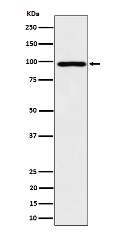 Rabbit monoclonal antibody