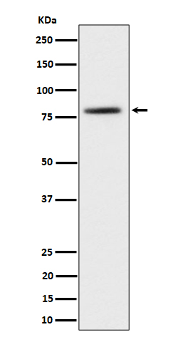 Rabbit monoclonal antibody