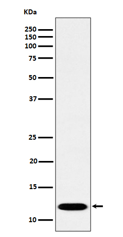 Rabbit monoclonal antibody