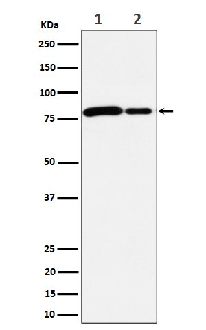 Rabbit monoclonal antibody