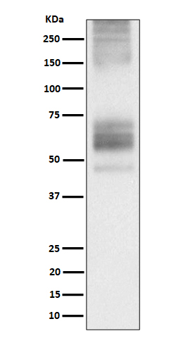 Rabbit monoclonal antibody