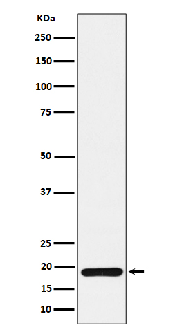 Rabbit monoclonal antibody