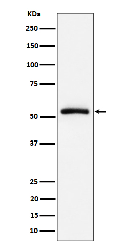 Rabbit monoclonal antibody