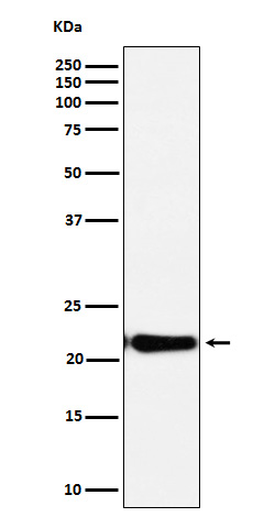 Rabbit monoclonal antibody