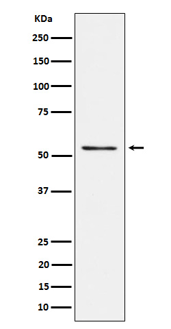 Rabbit monoclonal antibody