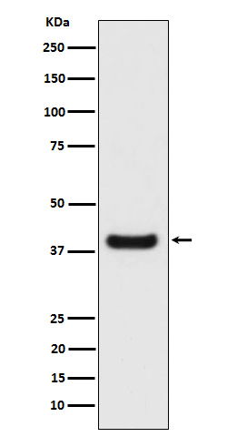 Rabbit monoclonal antibody