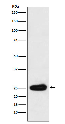 Rabbit monoclonal antibody