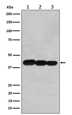 Rabbit monoclonal antibody