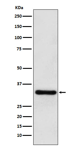 Rabbit monoclonal antibody