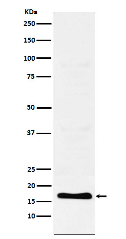 Rabbit monoclonal antibody