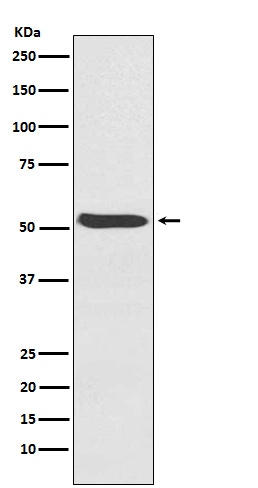 Rabbit monoclonal antibody