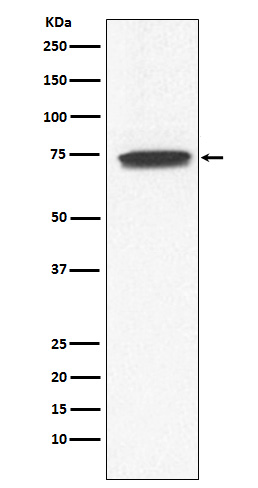 Rabbit monoclonal antibody