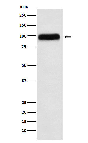 Rabbit monoclonal antibody