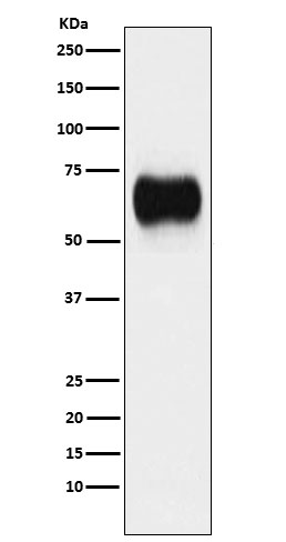 Rabbit monoclonal antibody