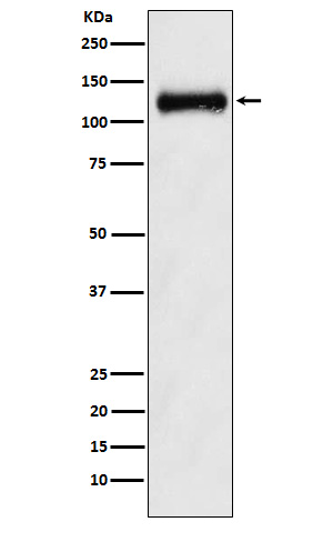 Rabbit monoclonal antibody