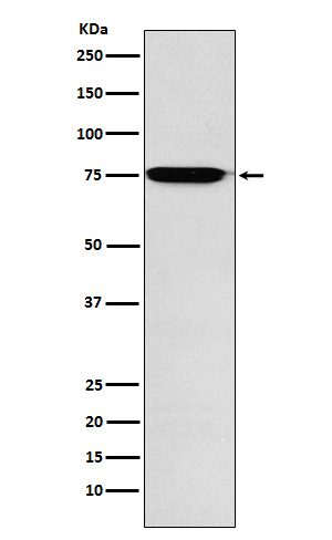 Rabbit monoclonal antibody