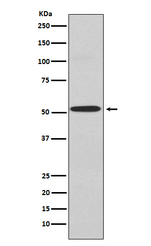 Rabbit monoclonal antibody