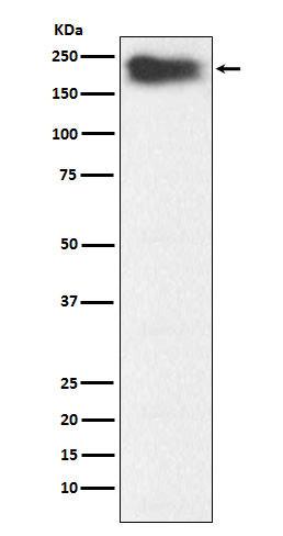 Rabbit monoclonal antibody