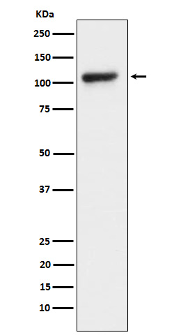 Rabbit monoclonal antibody