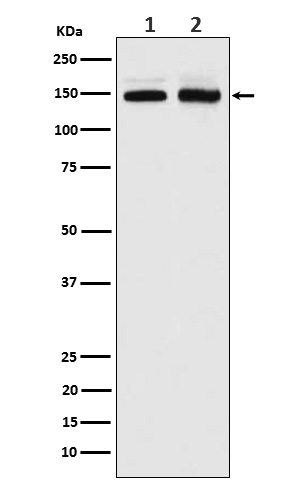 Rabbit monoclonal antibody